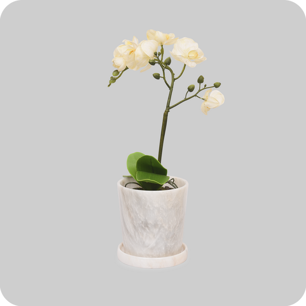 Ivory Planter